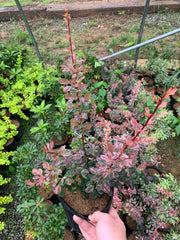 - Berberis thunbergii atropurpurea ‘Rose Glow’ Japanese Barberry - Mr Maple │ Buy Japanese Maple Trees