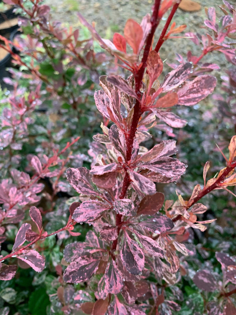 - Berberis thunbergii atropurpurea ‘Rose Glow’ Japanese Barberry - Mr Maple │ Buy Japanese Maple Trees