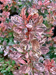 - Berberis thunbergii atropurpurea ‘Rose Glow’ Japanese Barberry - Mr Maple │ Buy Japanese Maple Trees
