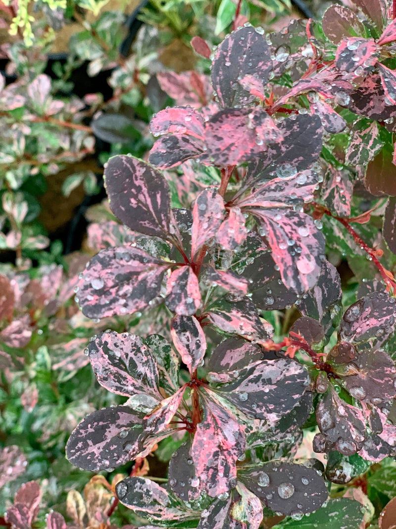 - Berberis thunbergii atropurpurea ‘Rose Glow’ Japanese Barberry - Mr Maple │ Buy Japanese Maple Trees