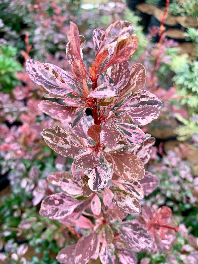 - Berberis thunbergii atropurpurea ‘Rose Glow’ Japanese Barberry - Mr Maple │ Buy Japanese Maple Trees