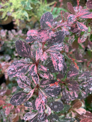 - Berberis thunbergii atropurpurea ‘Rose Glow’ Japanese Barberry - Mr Maple │ Buy Japanese Maple Trees