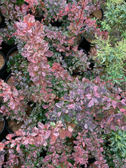 - Berberis thunbergii atropurpurea ‘Rose Glow’ Japanese Barberry - Mr Maple │ Buy Japanese Maple Trees