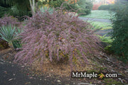 - Berberis thunbergii atropurpurea ‘Rose Glow’ Japanese Barberry - Mr Maple │ Buy Japanese Maple Trees
