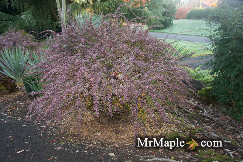 - Berberis thunbergii atropurpurea ‘Rose Glow’ Japanese Barberry - Mr Maple │ Buy Japanese Maple Trees