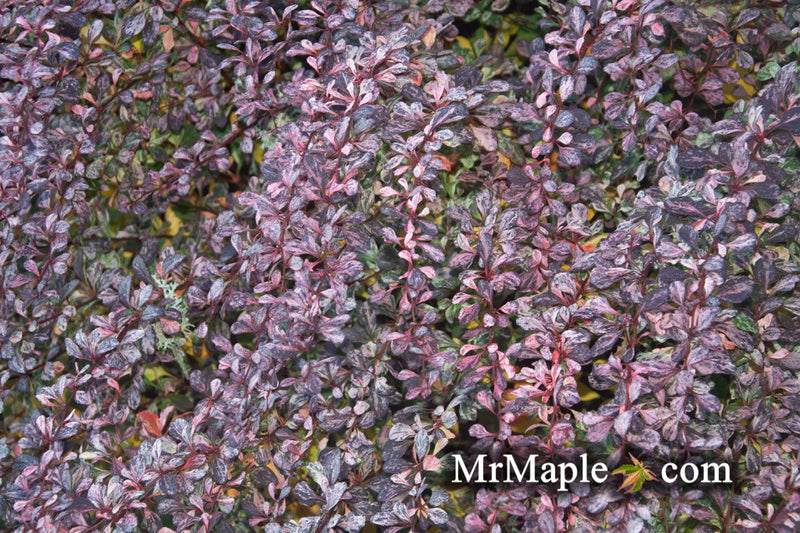 - Berberis thunbergii atropurpurea ‘Rose Glow’ Japanese Barberry - Mr Maple │ Buy Japanese Maple Trees