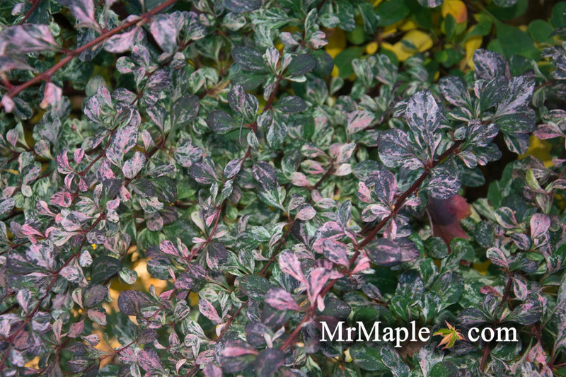 - Berberis thunbergii atropurpurea ‘Rose Glow’ Japanese Barberry - Mr Maple │ Buy Japanese Maple Trees