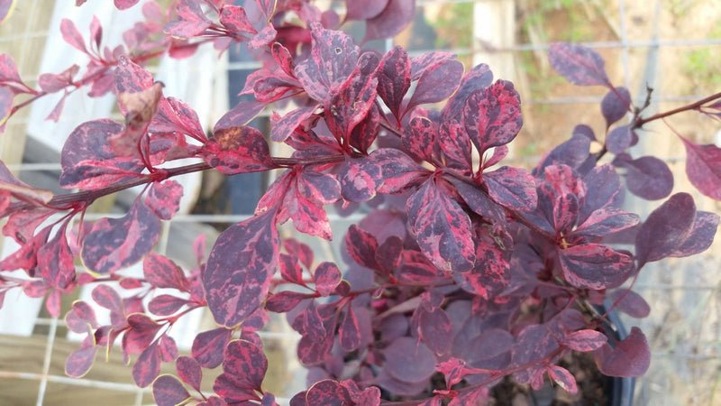 - Berberis thunbergii atropurpurea ‘Rose Glow’ Japanese Barberry - Mr Maple │ Buy Japanese Maple Trees
