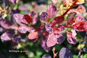 - Berberis thunbergii atropurpurea ‘Rose Glow’ Japanese Barberry - Mr Maple │ Buy Japanese Maple Trees