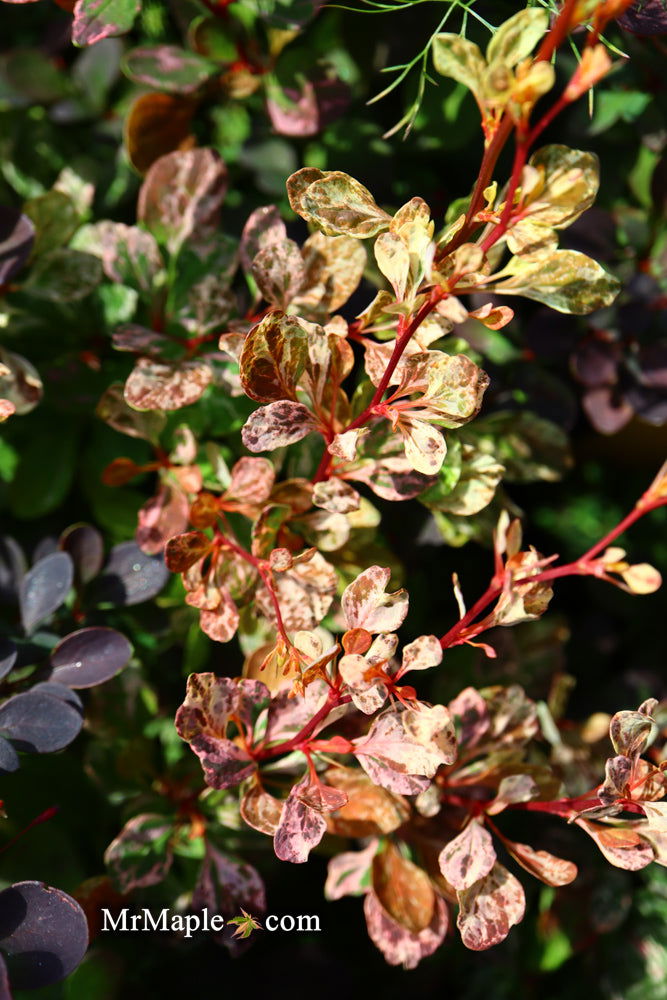 - Berberis thunbergii atropurpurea ‘Rose Glow’ Japanese Barberry - Mr Maple │ Buy Japanese Maple Trees