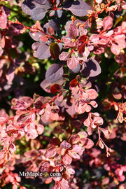 - Berberis thunbergii atropurpurea ‘Rose Glow’ Japanese Barberry - Mr Maple │ Buy Japanese Maple Trees