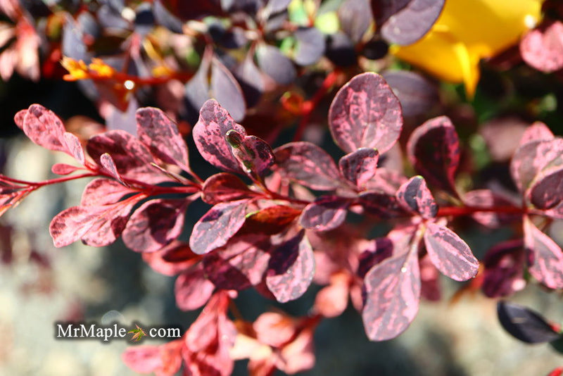 - Berberis thunbergii atropurpurea ‘Rose Glow’ Japanese Barberry - Mr Maple │ Buy Japanese Maple Trees