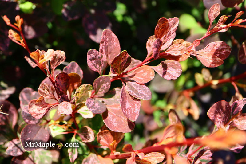 - Berberis thunbergii atropurpurea ‘Rose Glow’ Japanese Barberry - Mr Maple │ Buy Japanese Maple Trees