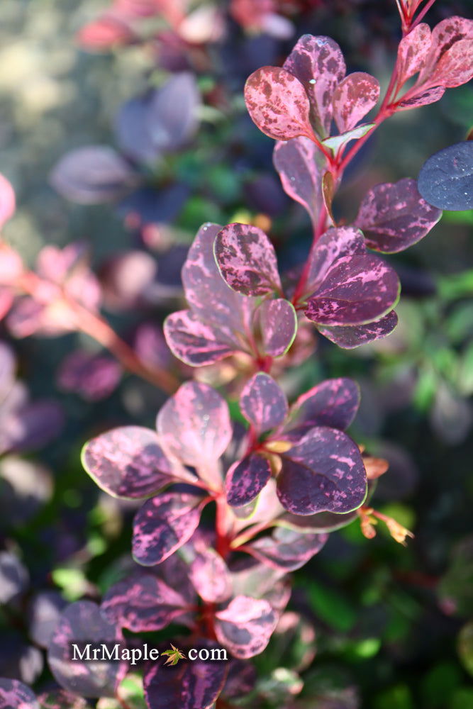 - Berberis thunbergii atropurpurea ‘Rose Glow’ Japanese Barberry - Mr Maple │ Buy Japanese Maple Trees