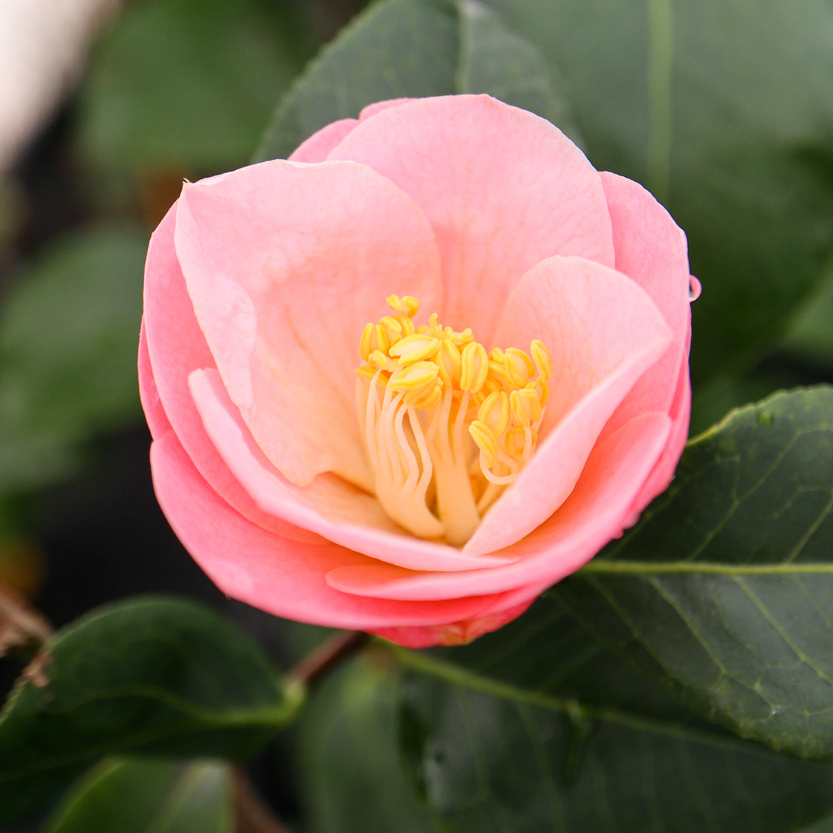 japanese camellia plant Buy Camellia japonica 'Berenice Boddy' Pink Flowering Camellia — Mr Maple │  Buy Japanese Maple Trees