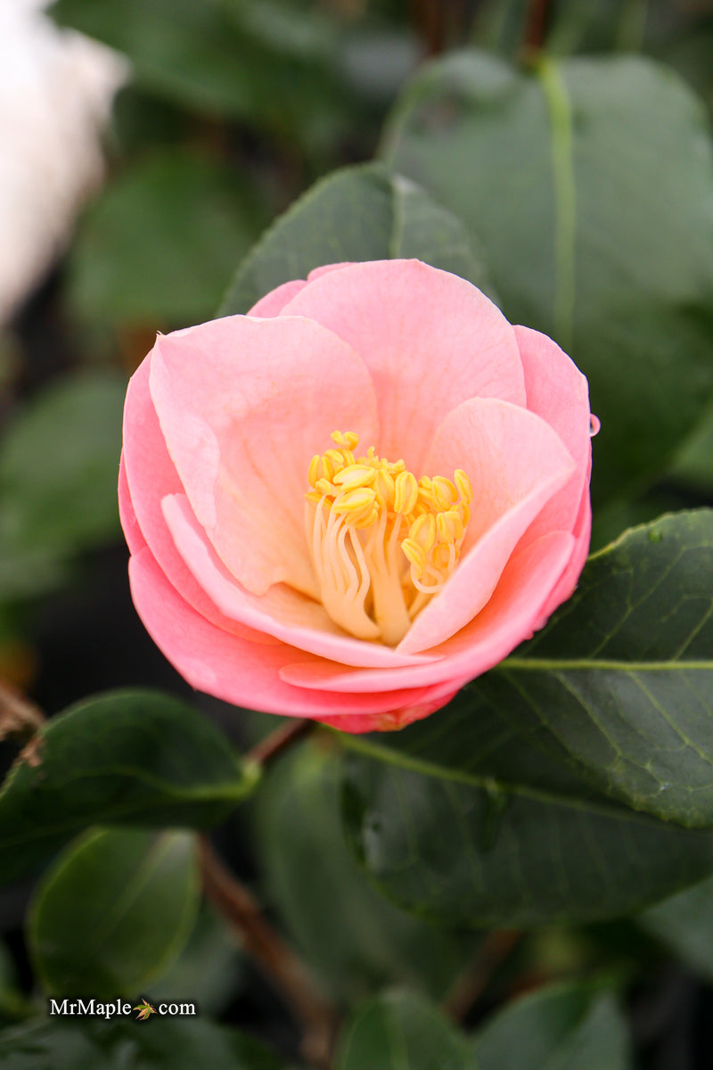 Camellia japonica 'Berenice Boddy' Pink Flowering Camellia