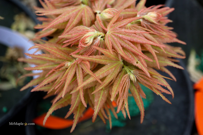 Acer palmatum 'Big Fan' Red Japanese Maple Tree