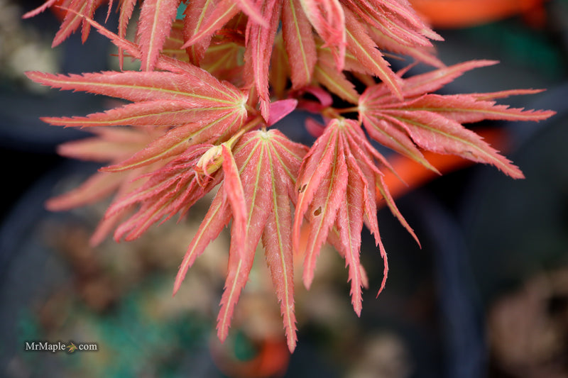 Acer palmatum 'Big Fan' Red Japanese Maple Tree