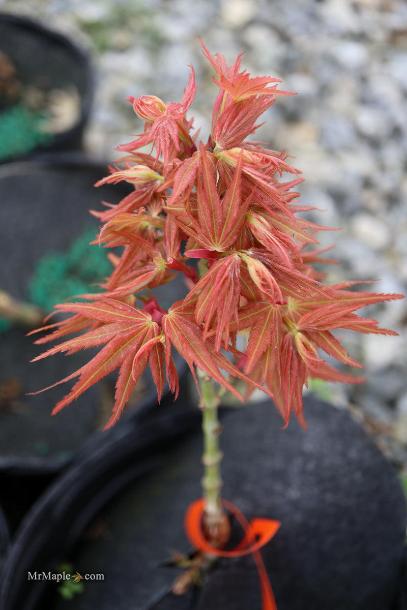 Acer palmatum 'Big Fan' Red Japanese Maple Tree
