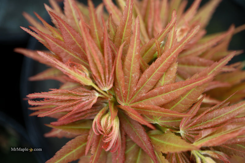 Acer palmatum 'Big Fan' Red Japanese Maple Tree