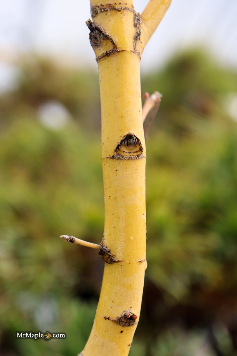 Acer palmatum 'Bihou' Yellow Coral Bark Japanese Maple