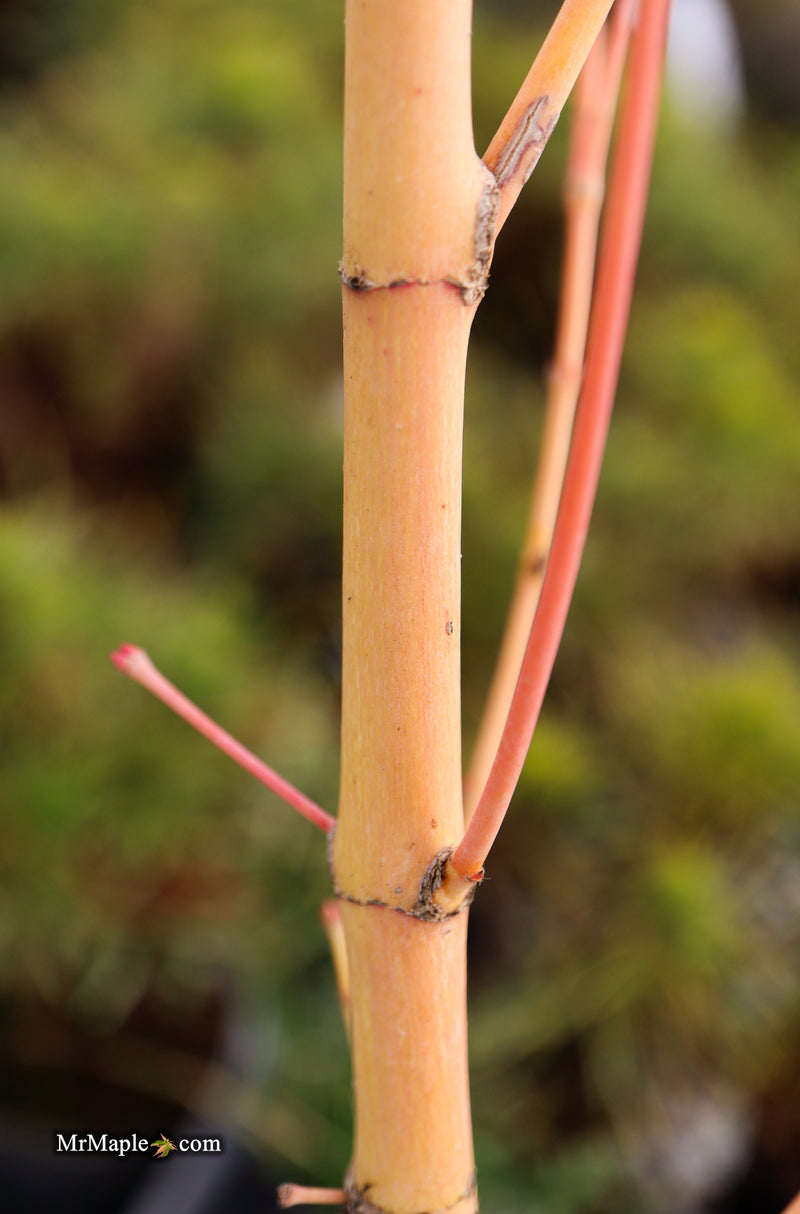 Acer palmatum 'Bihou' Yellow Coral Bark Japanese Maple