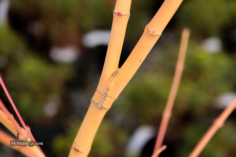 Acer palmatum 'Bihou' Yellow Coral Bark Japanese Maple