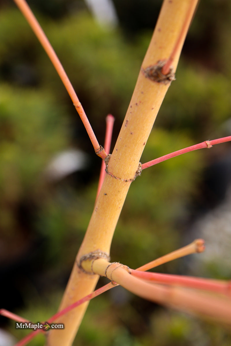 Acer palmatum 'Bihou' Yellow Coral Bark Japanese Maple