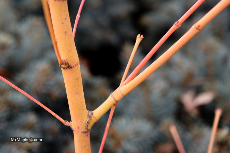 Acer palmatum 'Bihou' Yellow Coral Bark Japanese Maple