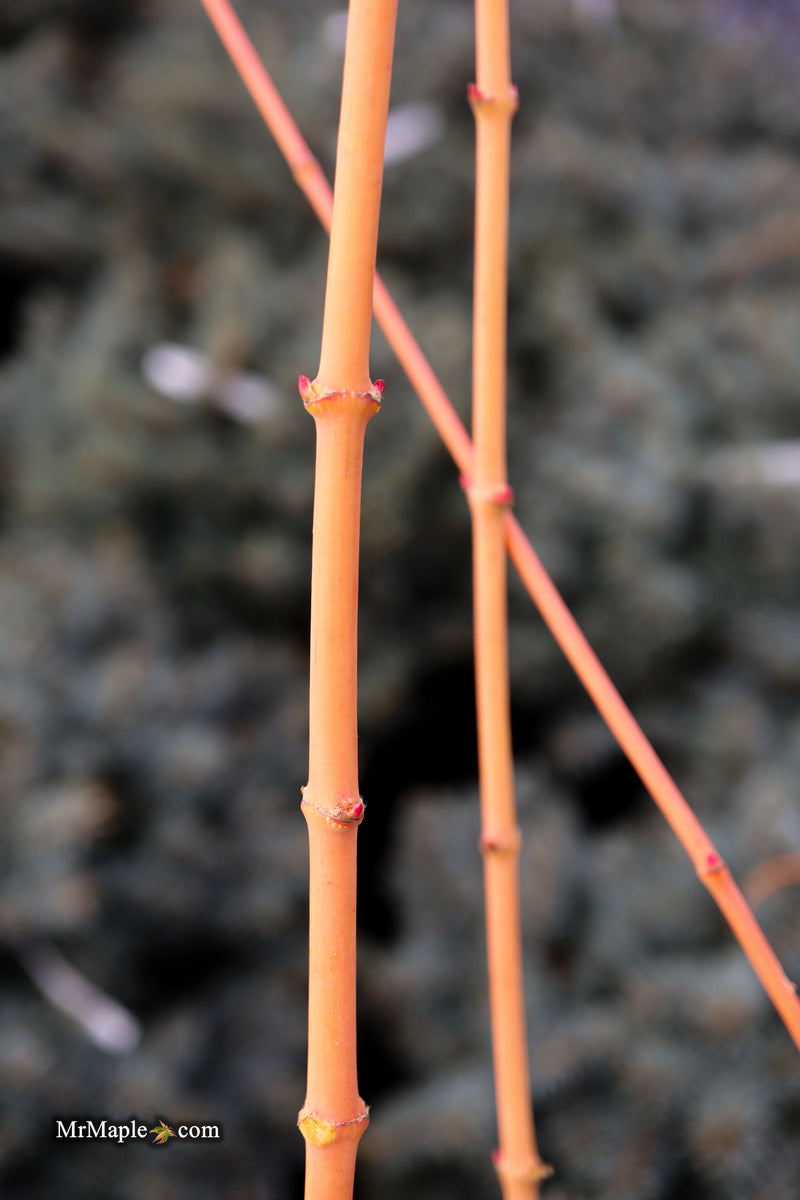 Acer palmatum 'Bihou' Yellow Coral Bark Japanese Maple