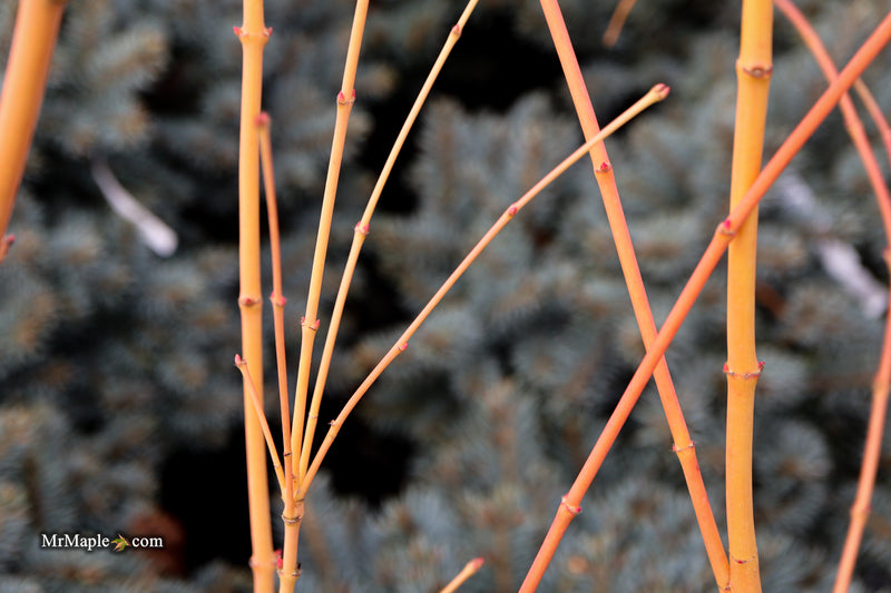 Acer palmatum 'Bihou' Yellow Coral Bark Japanese Maple