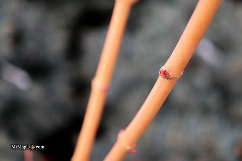 Acer palmatum 'Bihou' Yellow Coral Bark Japanese Maple