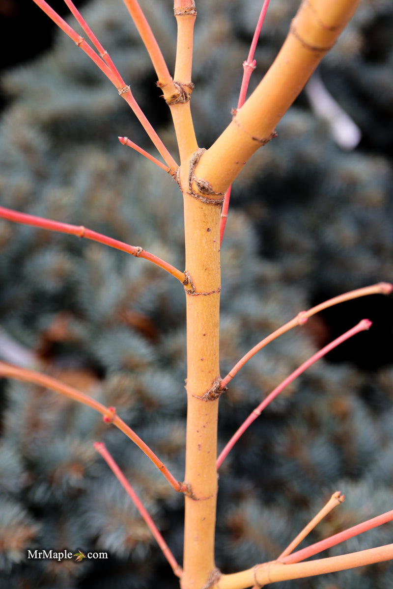 Acer palmatum 'Bihou' Yellow Coral Bark Japanese Maple