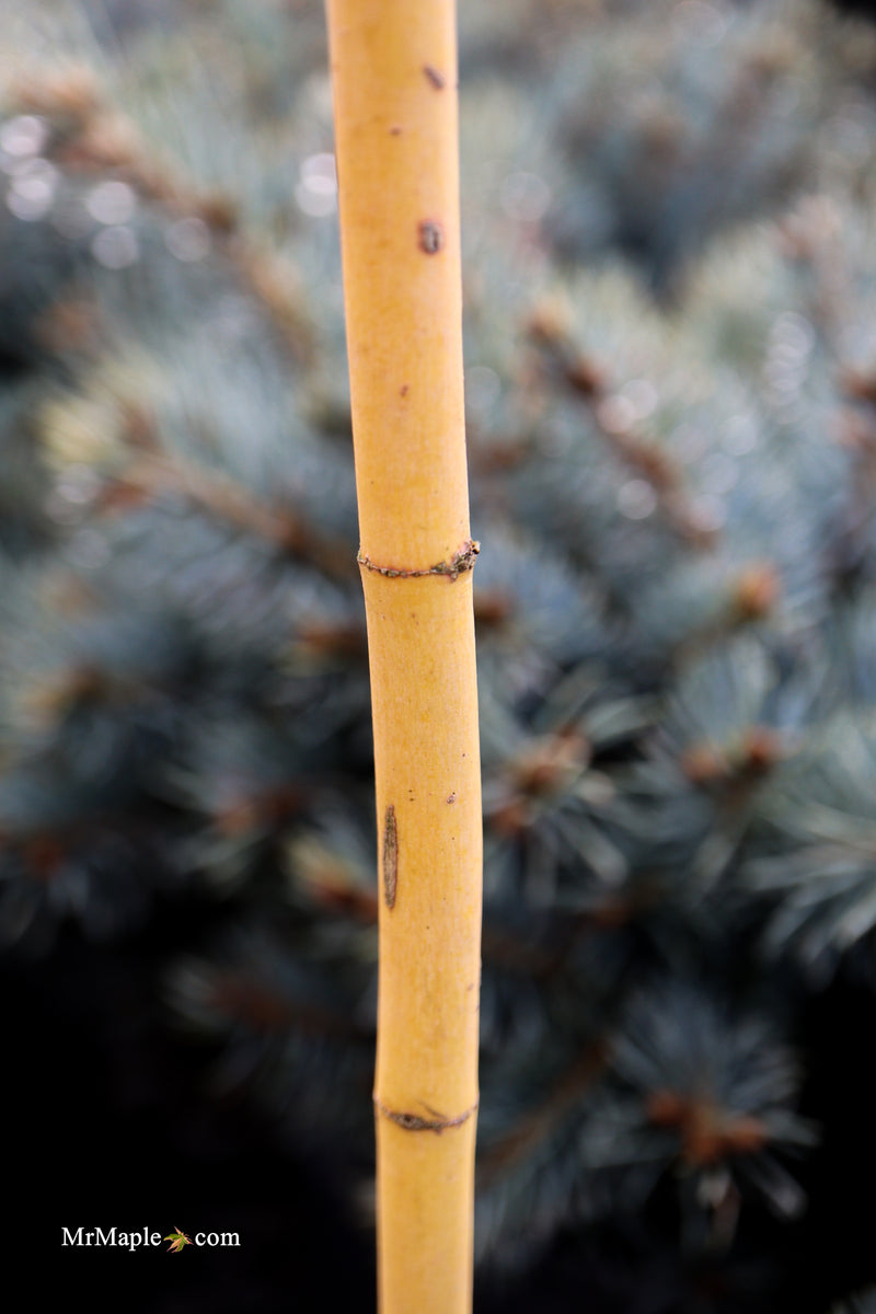 Acer palmatum 'Bihou' Yellow Coral Bark Japanese Maple