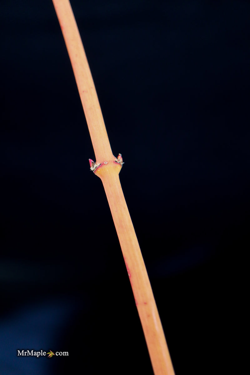 Acer palmatum 'Bihou' Yellow Coral Bark Japanese Maple