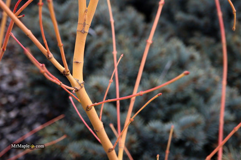 Acer palmatum 'Bihou' Yellow Coral Bark Japanese Maple