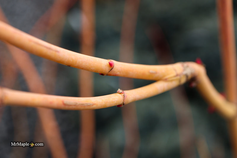 Acer palmatum 'Bihou' Yellow Coral Bark Japanese Maple