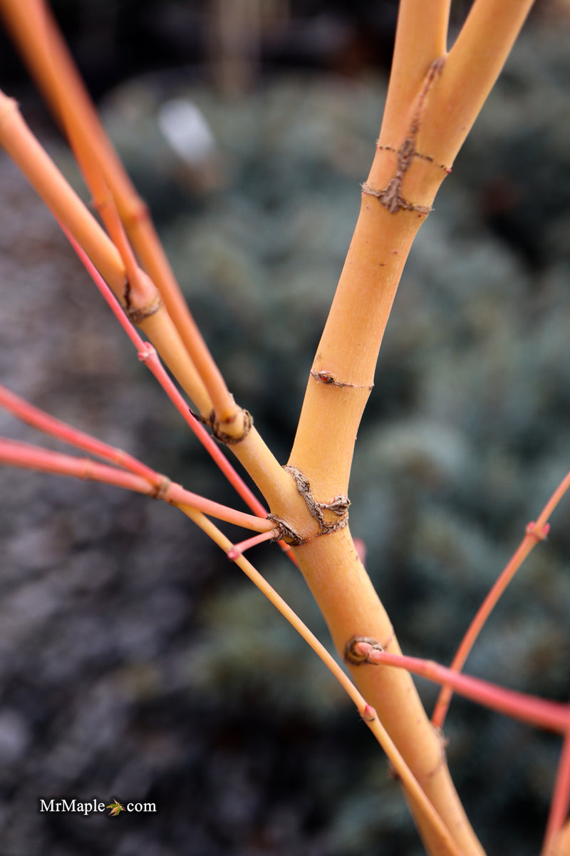Acer palmatum 'Bihou' Yellow Coral Bark Japanese Maple