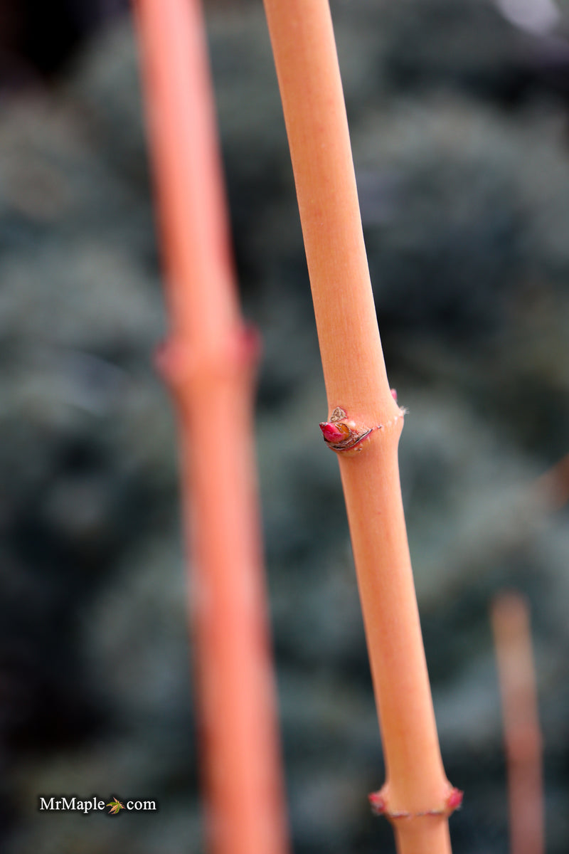 Acer palmatum 'Bihou' Yellow Coral Bark Japanese Maple