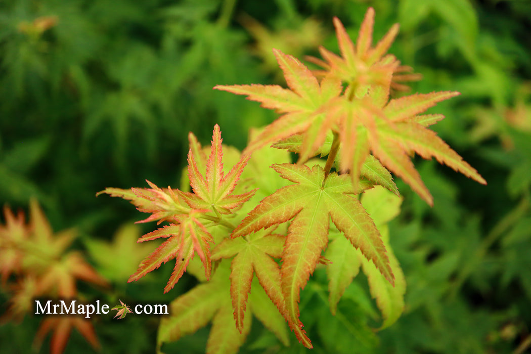 Acer palmatum 'Bihou' Yellow Coral Bark Japanese Maple