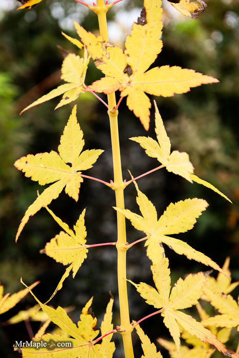 Acer palmatum 'Bihou' Yellow Coral Bark Japanese Maple