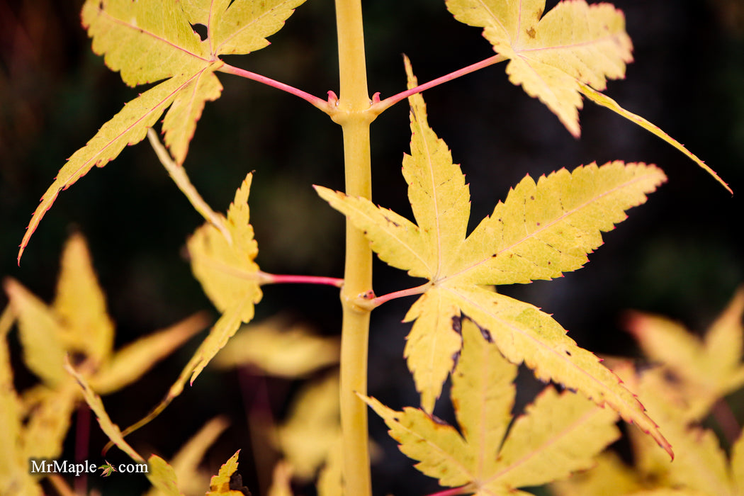 Acer palmatum 'Bihou' Yellow Coral Bark Japanese Maple