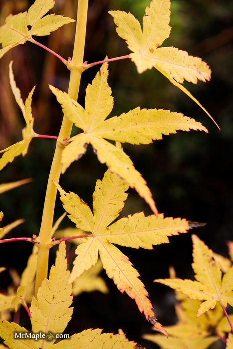 Acer palmatum 'Bihou' Yellow Coral Bark Japanese Maple