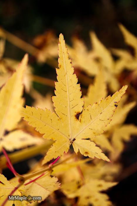 Acer palmatum 'Bihou' Yellow Coral Bark Japanese Maple