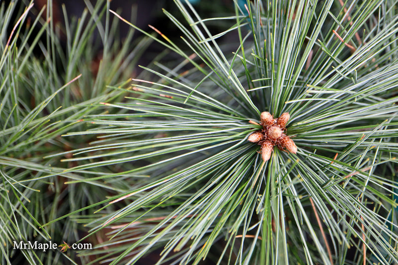 Pinus strobus 'Biltmore Blue' Dwarf White Pine