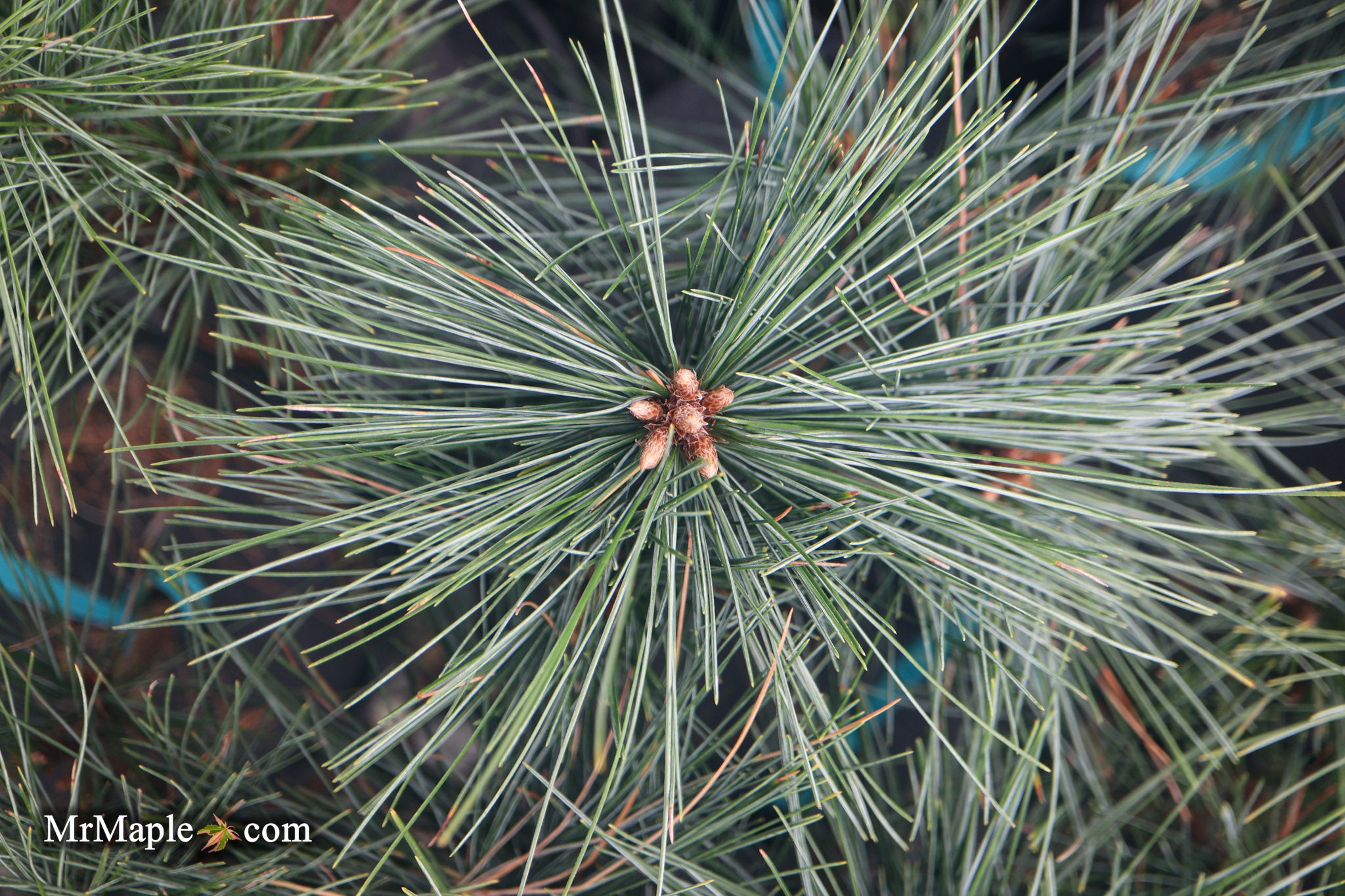 Pinus strobus Biltmore Blue White Pine - Thumbnail 3