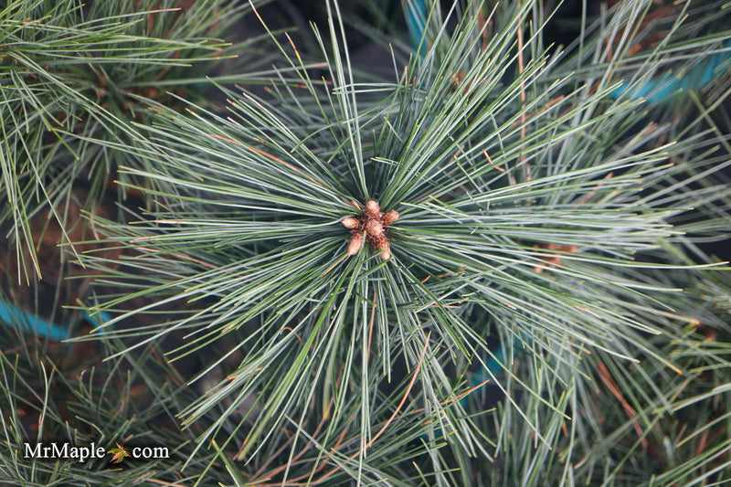 Pinus strobus 'Biltmore Blue' Dwarf White Pine