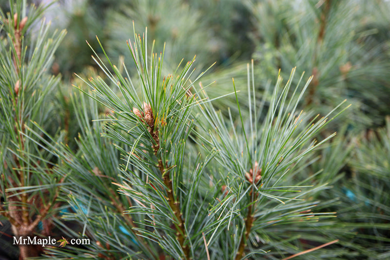 Pinus strobus 'Biltmore Blue' Dwarf White Pine