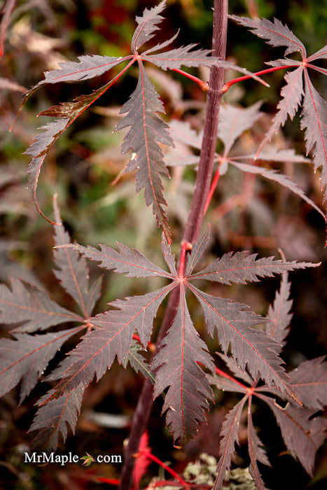 Acer palmatum 'Black Lace' Japanese Maple