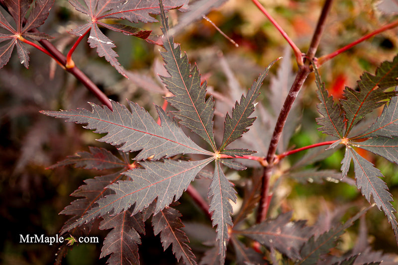 Acer palmatum 'Black Lace' Japanese Maple